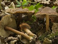 Inocybe maculata