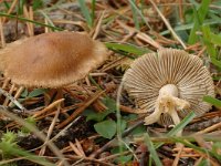 Inocybe rimosa, Split Fibrecap