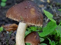 Inocybe splendens