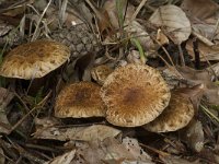 Inocybe terrigena 1, Schubbige viltkop, Saxifraga-Willem van Kruijsbergen