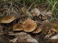 Inocybe terrigena 2, Schubbige viltkop, Saxifraga-Willem van Kruijsbergen