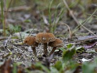 Inocybe vulpinella