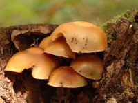 Kuehneromyces mutabilis 1, Stobbezwammetje, Saxifraga-Jan van der Straaten