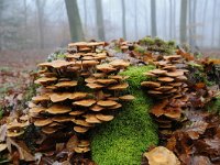 Kuehneromyces mutabilis 7, Stobbezwammetje, Saxifraga-Luuk Vermeer