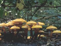 Kuehneromyces mutabilis 8, Stobbezwammetje, Saxifraga-Jan van der Straten