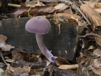 Laccaria amethystina 1, Amethistzwam, Saxifraga-Willem van Kruijsbergen