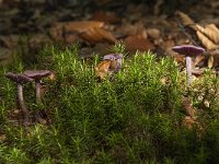 Laccaria amethystina 11, Amethistzwam, Saxifraga-Willem van Kruijsbergen