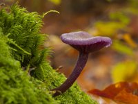 Laccaria amethystina 12, Amethistzwam, Saxifraga-Jan Nijendijk