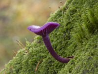 Laccaria amethystina 13, Amethistzwam, Saxifraga-Jan Nijendijk