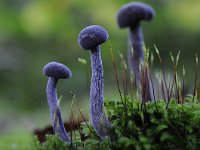 Laccaria amethystina 17, Amethistzwam, Saxifraga-Luuk Vermeer