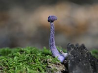 Laccaria amethystina 20, Amethistzwam, Saxifraga-Luuk Vermeer