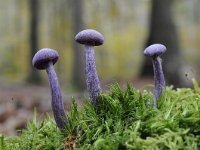 Laccaria amethystina 23, Amethistzwam, Saxifraga-Luuk Vermeer