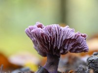 Laccaria amethystina 25, Amethistzwam, Saxifraga-Luuk Vermeer