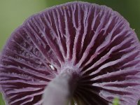 Laccaria amethystina 26, Amethistzwam, Saxifraga-Luuk Vermeer