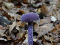 Laccaria amethystina 28, Amethistzwam, Saxifraga-Luuk Vermeer