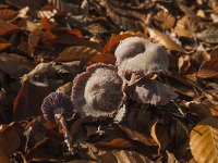 Laccaria amethystina 29, Amethistzwam, Saxifraga-Jan van der Straaten