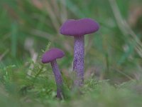 Laccaria amethystina 3, Amethistzwam, Saxifraga-Luc Hoogenstein