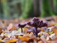 Laccaria amethystina 30, Amethistzwam, Saxifraga-Luuk Vermeer