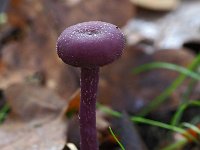 Laccaria amethystina 32, Amethistzwam, Saxifraga-Hans Dekker