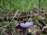 Amethistzwam Laccaria amethystina