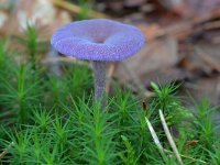 Laccaria amethystina 37, Amethistzwam, Saxifraga-Tom Heijnen