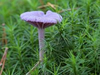 Laccaria amethystina 38, Amethistzwam, Saxifraga-Tom Heijnen