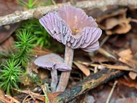 Laccaria amethystina 39, Amethistzwam, Saxifraga-Tom Heijnen