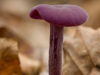 Rodekoolzwam  Rode koolzwam in het Speulderbos : Laccaria amethystea