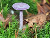 Laccaria amethystina 40, Amethistzwam, Saxifraga-Tom Heijnen