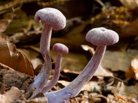 Amethistzwam-Rodekoolzwam  Rodekoolzwam op landgoed Staverden : Laccaria amethystea