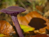 Laccaria amethystina 8, Amethistzwam, Saxifraga-Jan Nijendijk