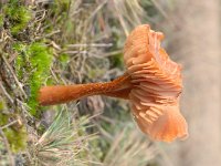 Laccaria laccata 11, Gewone fopzwam, Saxifraga-Luuk Vermeer