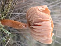 Laccaria laccata 7, Gewone fopzwam, Saxifraga-Luuk Vermeer