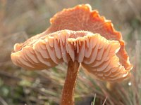 Laccaria laccata 9, Gewone fopzwam, Saxifraga-Luuk Vermeer