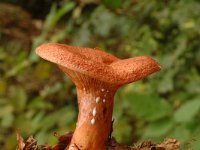 Lactarius aurantiacus 1, Oranje melkzwam, Saxifraga-Jan van der Straaten