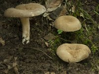 Lactarius azonites