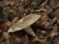 Lactarius azonites 4, Bleke fluweelmelkzwam, Saxifraga-Willem van Kruijsbergen