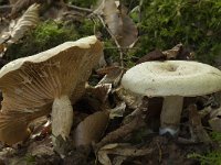 Lactarius azonites 6, Bleke fluweelmelkzwam, Saxifraga-Willem van Kruijsbergen