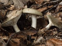 Lactarius blennius 1, Grijsgroene melkzwam, Saxifraga-Willem van Kruijsbergen