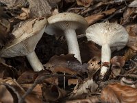 Lactarius blennius 2, Grijsgroene melkzwam, Saxifraga-Willem van Kruijsbergen