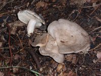 Lactarius circellatus