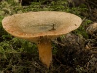 Lactarius deterrimus 2, Peenrode melkzwam, Saxifraga-Willem van Kruijsbergen