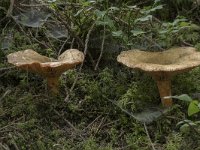 Lactarius deterrimus 5, Peenrode melkzwam, Saxifraga-Willem van Kruijsbergen