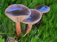 Lactarius hepaticus 1, Levermelkzwam, Saxifraga-Tom Heijnen