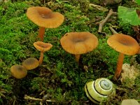 Lactarius obscuratus 1, Groenige elzenmelkzwam, Saxifraga-Lucien Rommelaars