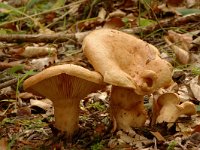 Lactarius pallidus, Pale Milkcap