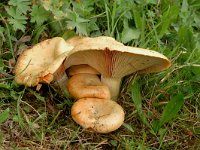 Lactarius pallidus 2, Bleke melkzwam, Saxifraga-Jan van der Straaten