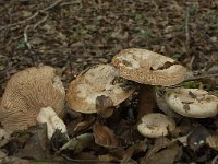 Lactarius pallidus 3, Bleke melkzwam, Saxifraga-Willem van Kruijsbergen