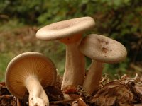 Lactarius quietus, Oakbug Milkcap