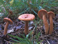 Lactarius rufus 2, Rossige melkzwam, Saxifraga-Jan van der Straten